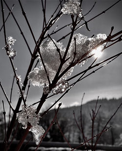 Close-up of frozen plant against sky