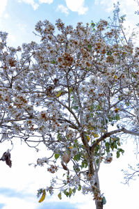 Low angle view of tree