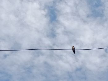 Low angle view of bird perching on cable against sky