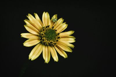 Close-up of flower over white background