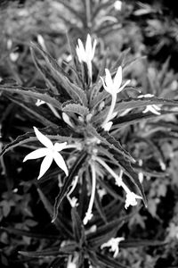 Close-up of white flowering plant