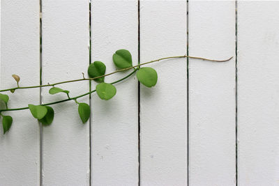 Close-up of ivy on wall