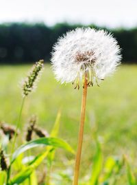 Close-up of dandelion