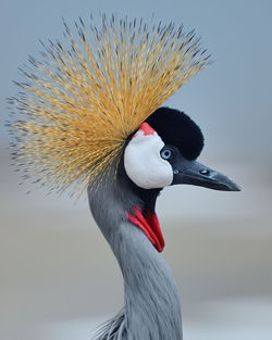 Closeup of the african crowned crane