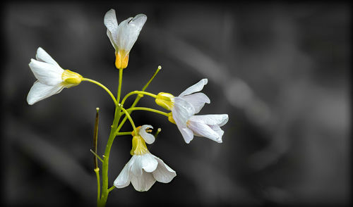 Close-up of white flowers