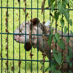 Sheep in a fence