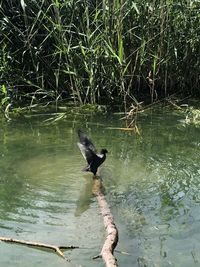 High angle view of bird perching on a lake