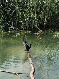 High angle view of bird perching on a lake