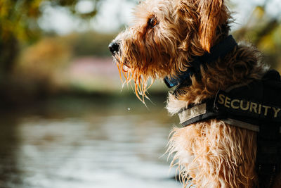 Dog looking away outdoors