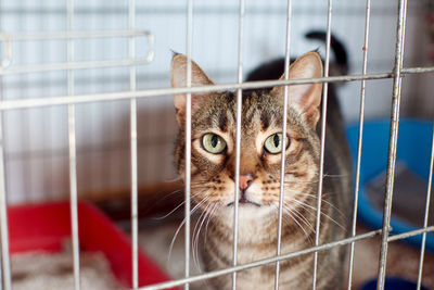 Close-up portrait of a cat in cage