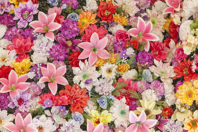 Full frame shot of multi colored flowers