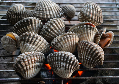 Close-up of shells