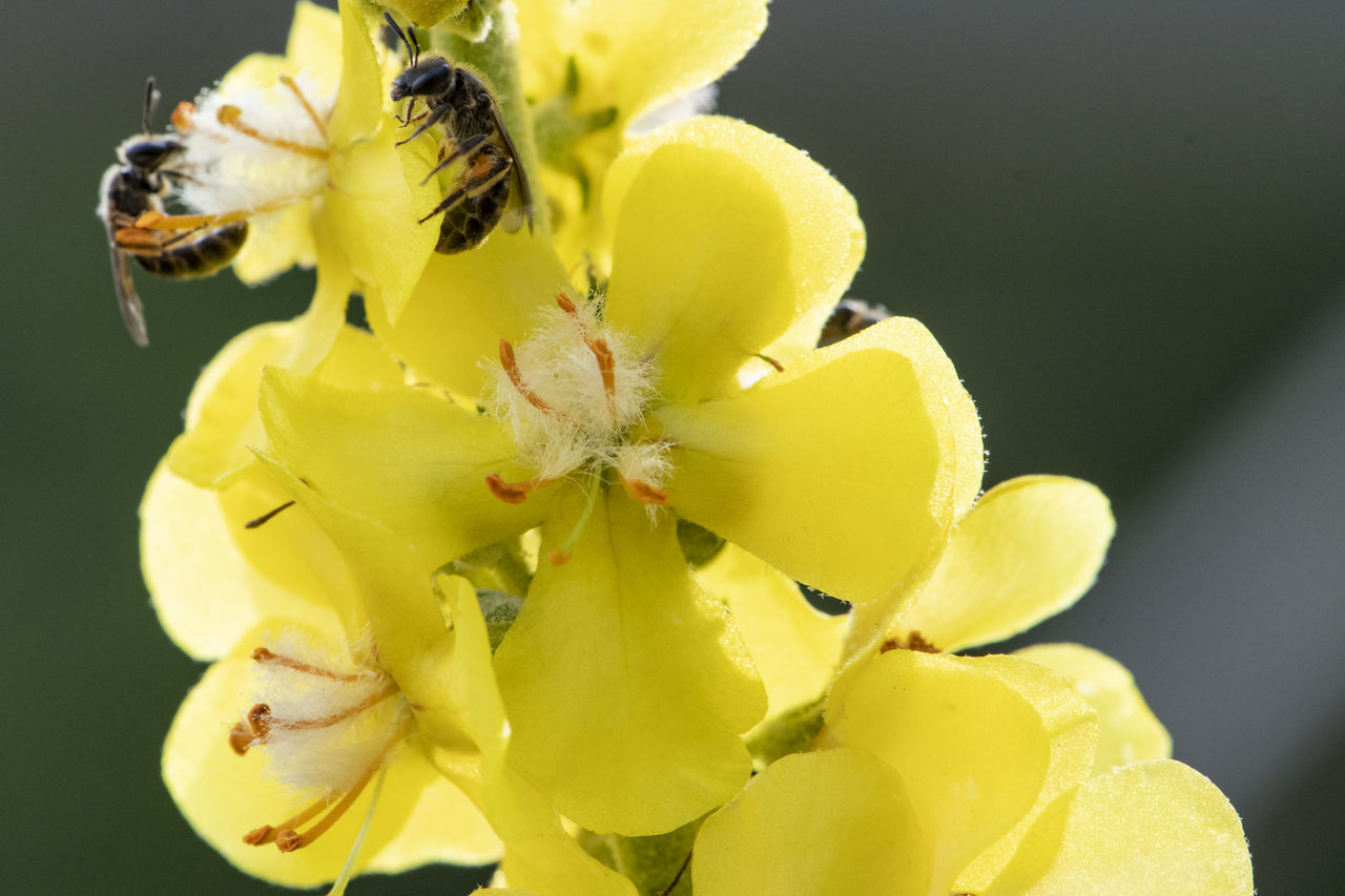 CLOSE-UP OF INSECT POLLINATING ON FLOWER