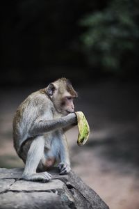 Close-up of monkey sitting on rock