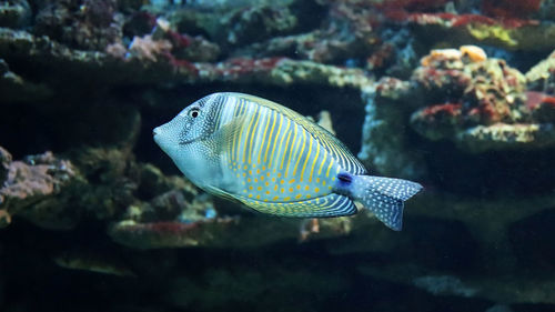 Close-up of red sea sailfin tang fish