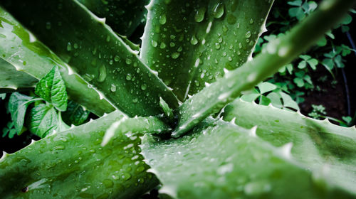 Close-up of raindrops on leaves