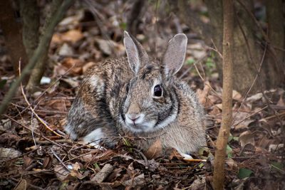 Close-up of rabbit on field