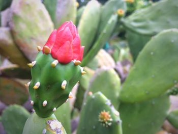 Close-up of flowers