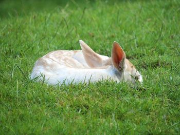 Sheep grazing on grassy field