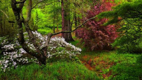 Trees in forest