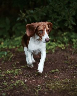 Portrait of dog standing outdoors