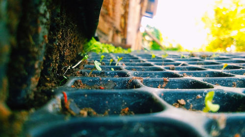 Close-up of leaves falling on plant