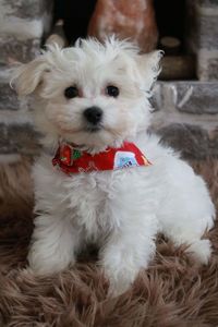 Portrait of white dog