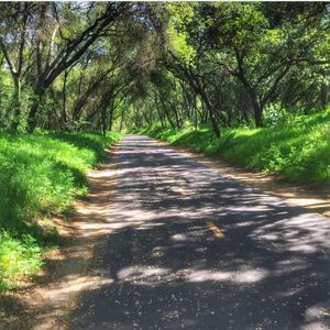 Road passing through forest