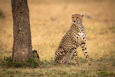 Cheetah sitting on field in zoo