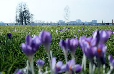 Close-up of purple crocus flowers growing on field