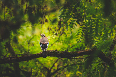 Bird perching on branch