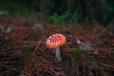 Close-up of fly agaric mushroom on field