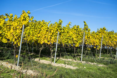 Yellow flowers growing in field