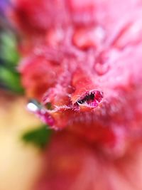 Close-up of butterfly on red flower