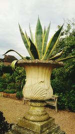 Plants growing on tree