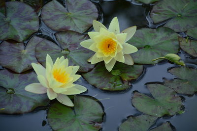 High angle view of yellow lotus water lily growing in pond