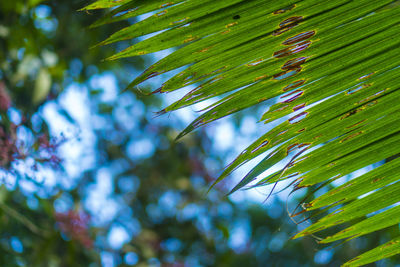 Low angle view of palm tree leaves