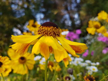 Close-up of yellow flower on field