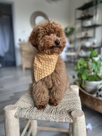 Portrait of dog sitting on seat