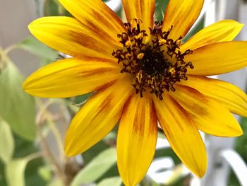 Close-up of yellow flower