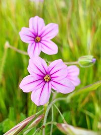 Close-up of pink cosmos flower