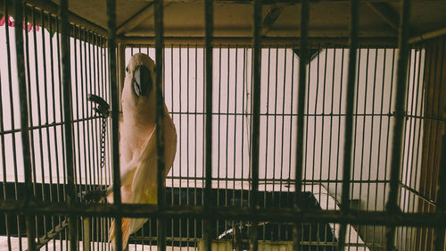 View of metal grate in cage