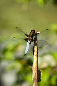 Close-up of damselfly on leaf