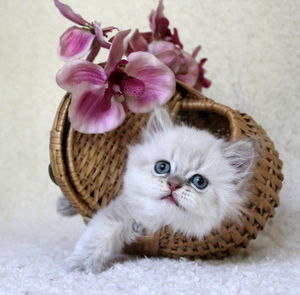 Close-up of kitten in basket