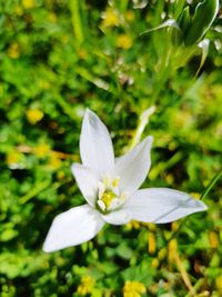 Close-up of white flowering plant
