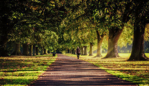 Trees on footpath in park