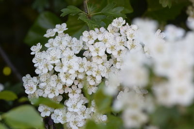 Close-up of white hydrangea blooming outdoors