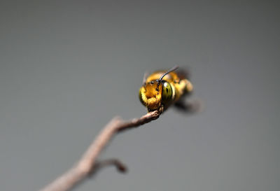 Face of blue banded bee while they sleep on blured background