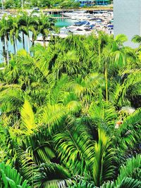 High angle view of palm trees