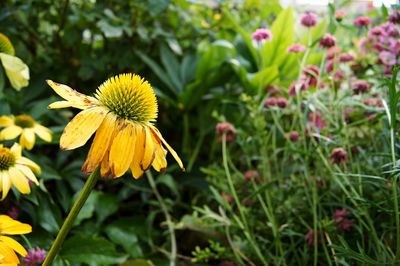 Close-up of yellow flower